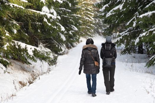 winter walk through the snowy forest.