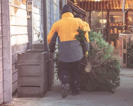 Christmas trees for sale in the store, men carrying a tree for packaging and delivery to the customer