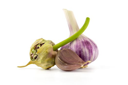 Garlic bulbs, cloves and seed head over white in a concept of planting, growing, and harvesting garlic