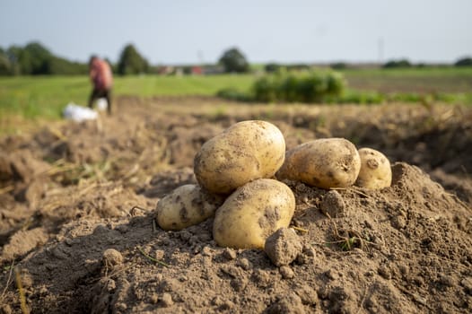 Newly dug or harvested potatoes in a farm field in a low angle view on rich brown earth in a concept of food cultivation