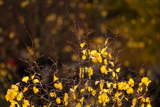 Aerial view of a bare tree top with bright yellow autumn leaves.