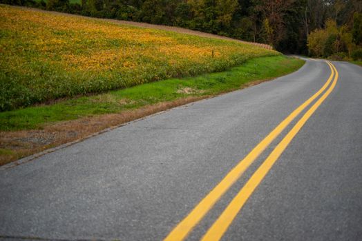 Idyllic scene full frame in natural light with copy space. Bold yellow lines and fall foliage, ripening soy beans.