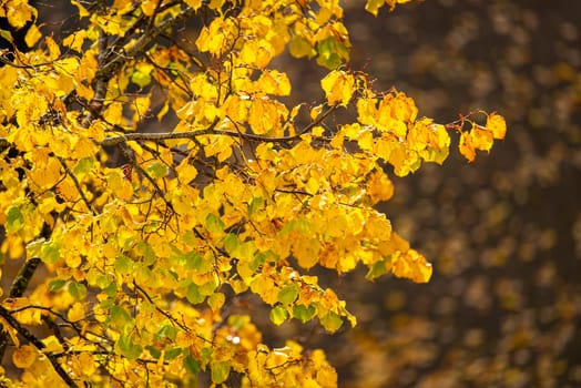 Close-up of tree branches with bright yellow autumn leaves.