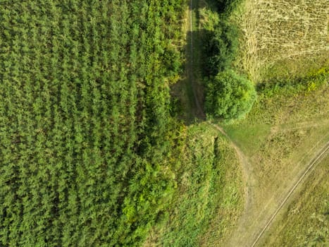 At the edge of a production forest with small trees planted in a row. Directly above, high angle drone point of view