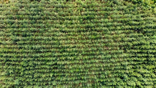 Aerial view of a production forest with small trees planted in a row, in a line. Straight above drone shot.