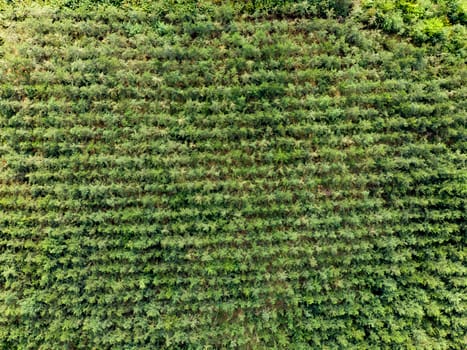Aerial view of a production forest with small trees planted in a row, in a line. Straight above drone shot.