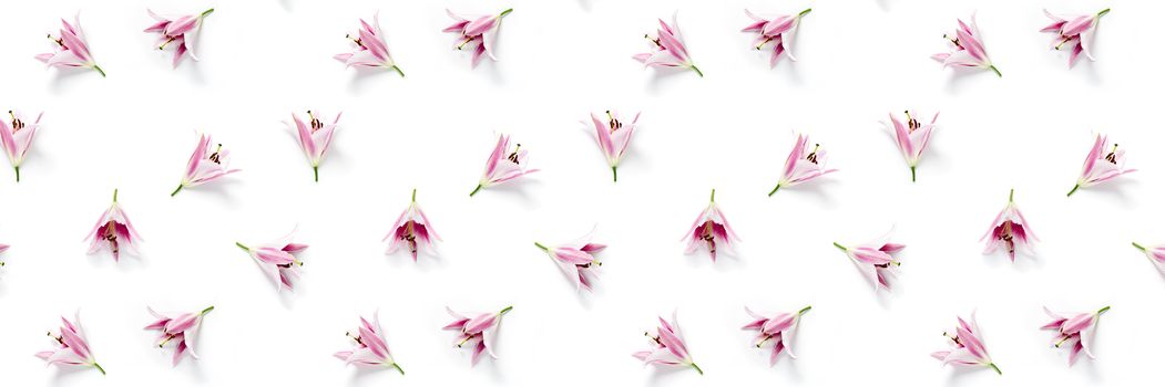 isolated pink Lilly flower bloom on white background, lilly flower flat lay creative background.