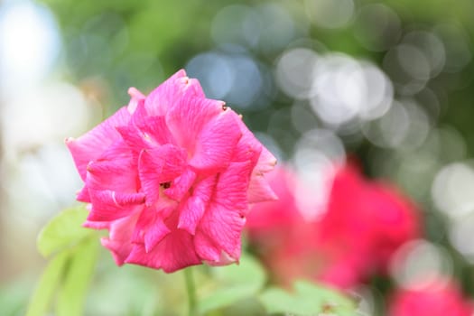 Red roses are planted in the garden.