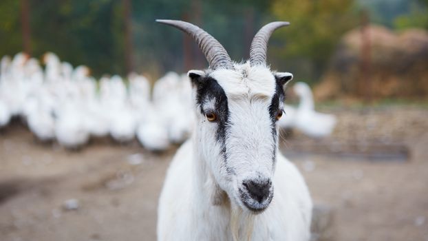 Happy Goat. Goat is standing and looking into the camera, selective focus on head