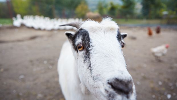 Goat with big horns and yellow eyes. Funny goat looking in camera. Livestock. Goat grazing on pasture. Animal portrait