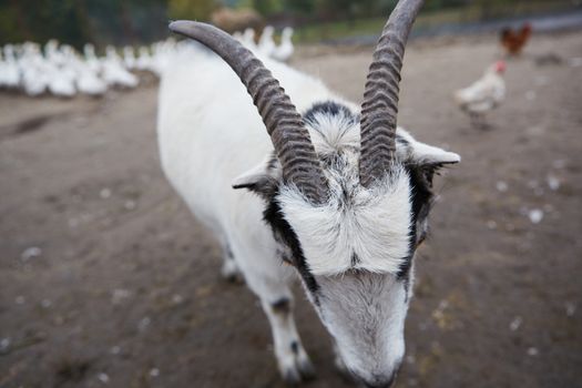 Happy Goat. Goat is standing and looking into the camera, selective focus on head