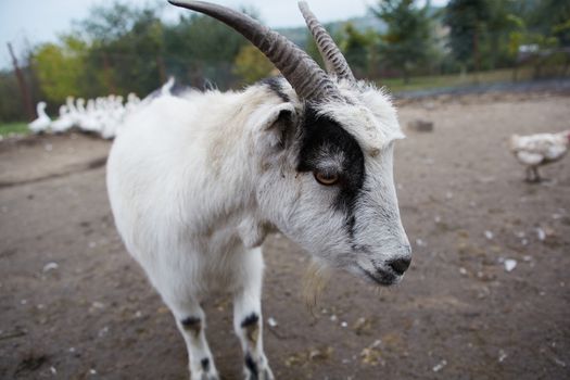 Goat with big horns and yellow eyes. Funny goat looking in camera. Livestock. Goat grazing on pasture. Animal portrait