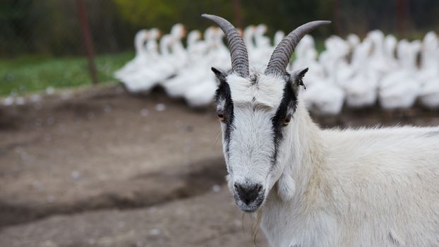 Happy Goat. Goat is standing and looking into the camera, selective focus on head