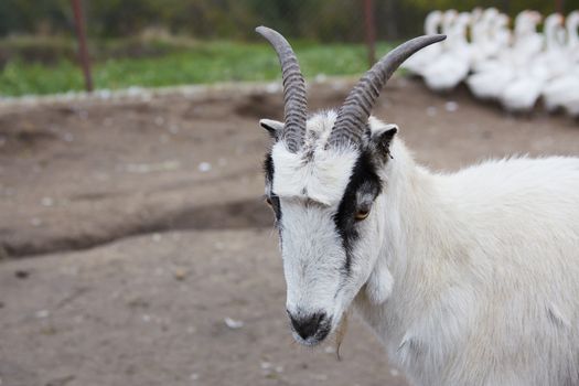 Goat with big horns and yellow eyes. Funny goat looking in camera. Livestock. Goat grazing on pasture. Animal portrait