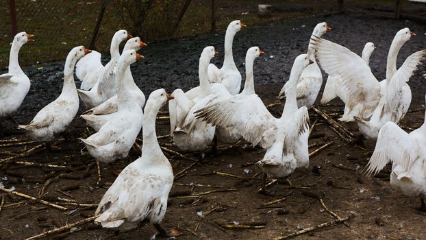 Domestic geese graze on traditional village goose farm. Group goose running in village.