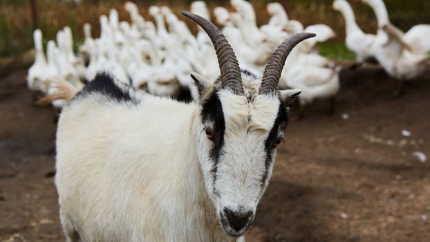 Happy Goat. Goat is standing and looking into the camera, selective focus on head