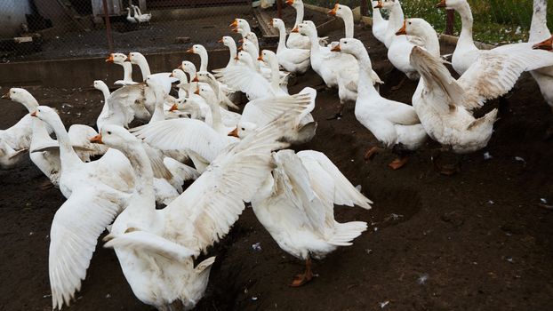 Domestic geese graze on traditional village goose farm. Group goose running in village.