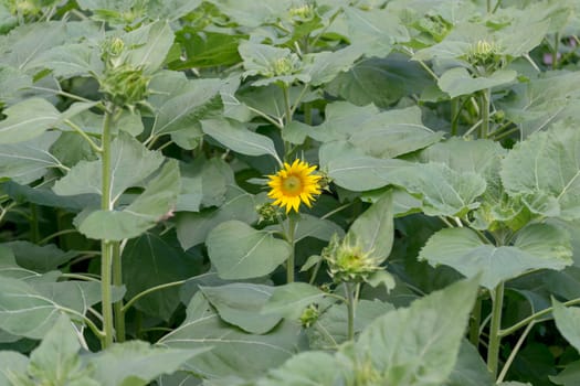 Beautiful sunflower in the garden.