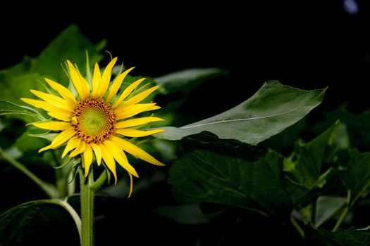 Beautiful sunflower in the garden.