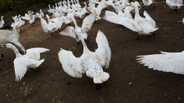 Domestic geese graze on traditional village goose farm. Group goose running in village.
