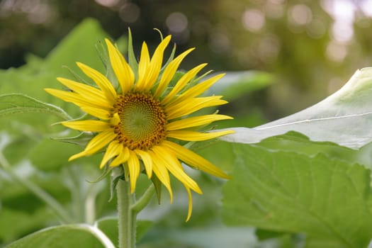 Beautiful sunflower in the garden.