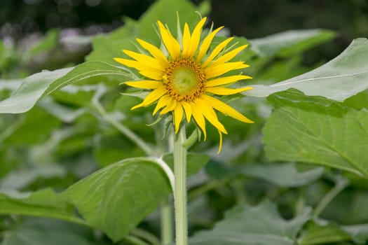 Beautiful sunflower in the garden.