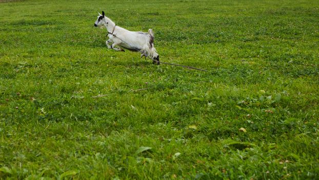 Spotted goat with big horns and yellow eyes grazing in a meadow. Funny goat on a leash eats a green grass. Livestock. Goat grazing on pasture. Animal portrait. Horny goats eating on a grass field