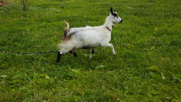 Spotted goat with big horns and yellow eyes grazing in a meadow. Funny goat on a leash eats a green grass. Livestock. Goat grazing on pasture. Animal portrait. Horny goats eating on a grass field