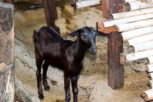 Goat waiting for people to feed animals in the park.