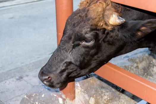 Closeup milk cow in the zoo.