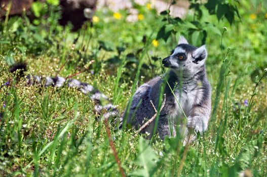 Lemur with black and white ringed tail smelling a flower outside on nature