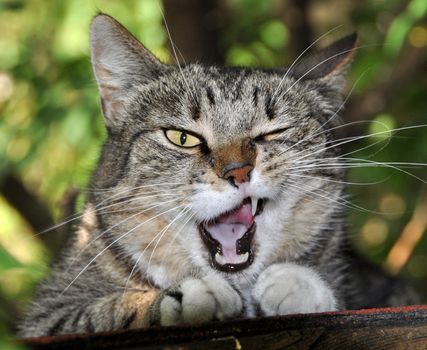 Tabby cat yawning. A cat in natural surroundings having a good yawn.