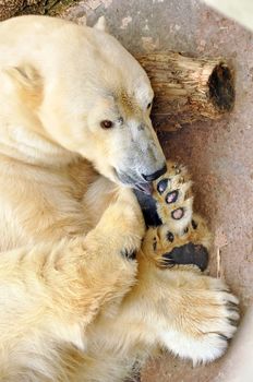 Polar white bear sleeping on a rock outside in zoo Latvia