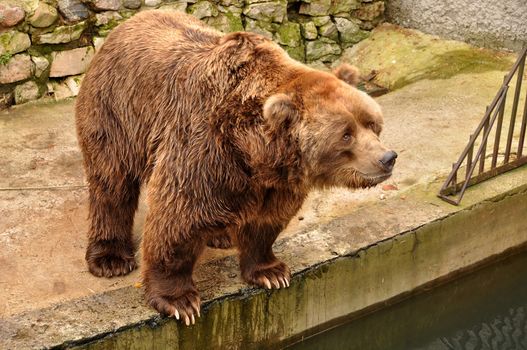 Grizzly brown bear looking at people in zoo, Latvia