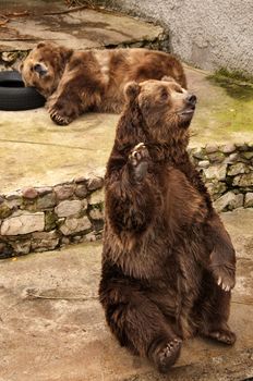 Brown bear waves a paw. He welcomes visitors of a zoo and waits for an entertainment