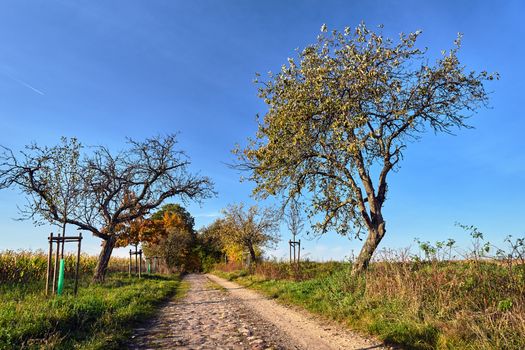 Rural landscape with a paved road and deciduous trees during autumn in Poland