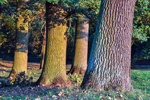 The bark on the trunk of oaks during autumn in Poland