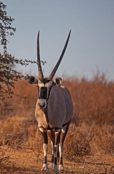 Single Oryx in Kgalagadi Trans Frontier Park