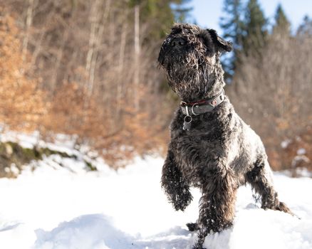 A small black dog walking through a winter snowy forest.