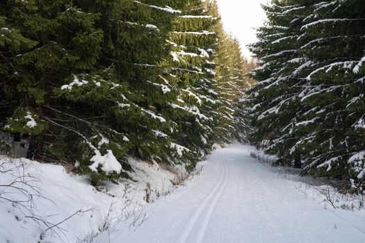 Footprints in the snow for cross-country skiing.