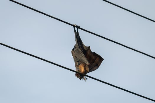Bat electrocuted dead hanging in electric wires
