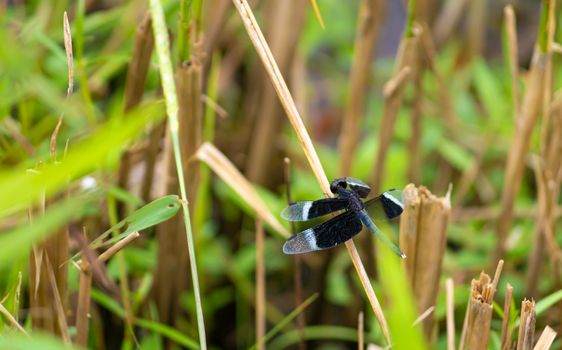 Black white color striped wing common dragon fly.