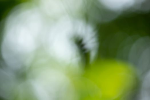 Smooth green nature out of focus blurred background