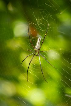 Red-Legged Golden Orb Spider Close up yellow body lighten up by the sun rays.