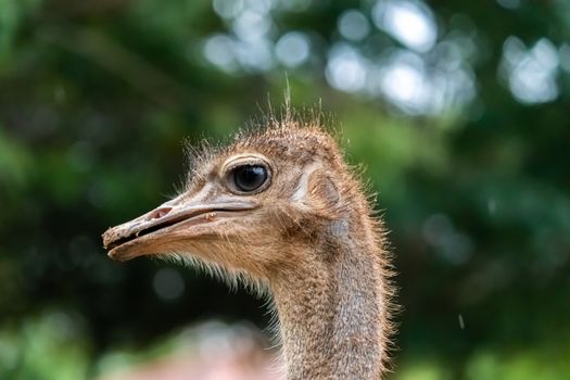 Ostrich Eye Close-up photography against a green soft background