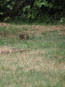 hare (scientific name Lepus timida) in a meadow