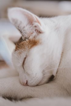 beautiful cute little white-red sleeping cat in closeup