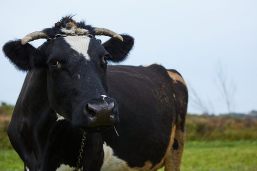 A curious dairy cow stands in her pasture. Dairy Cow. A curious dairy cow
