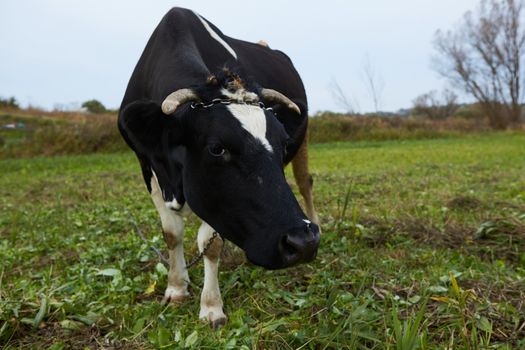 A curious dairy cow stands in her pasture. Dairy Cow. A curious dairy cow