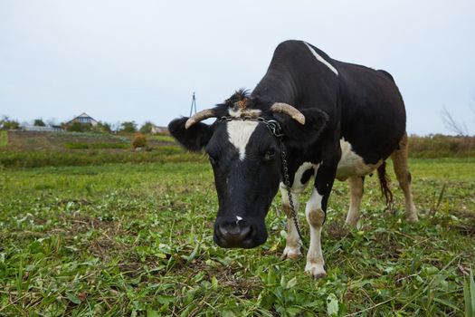 Dairy cow at countryside. Dairy Cow. A curious dairy cow
